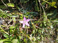 Gentianella