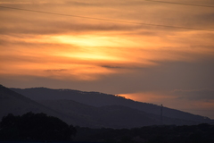 Quercus rotundifolia