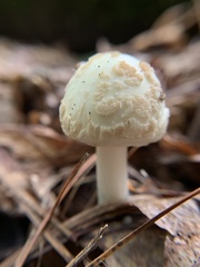 Amanita lavendula