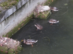 Anas platyrhynchos
