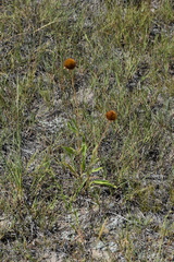 Echinacea