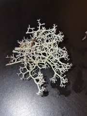 Cladonia portentosa