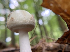 Amanita lavendula