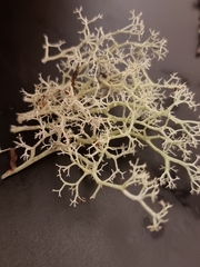 Cladonia portentosa