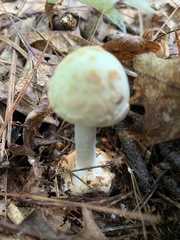 Amanita lavendula
