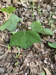 Passiflora lutea
