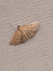 Herpetogramma theseusalis