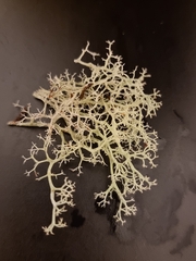 Cladonia portentosa