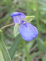 Tradescantia