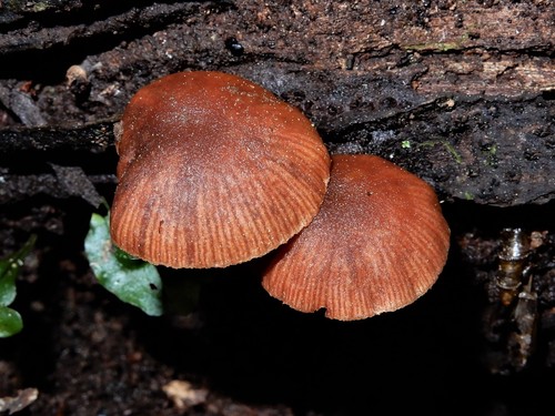 Tubaria similis image