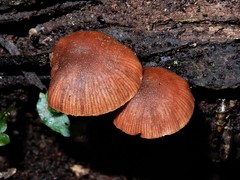 Tubaria similis image
