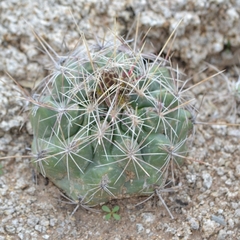 Thelocactus bicolor bicolor