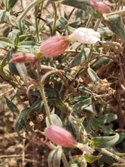 Silene uniflora
