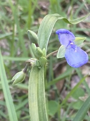 Tradescantia