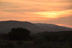 Quercus rotundifolia