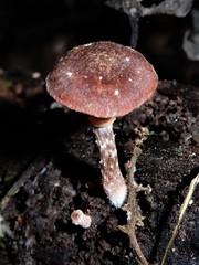 Tubaria similis image