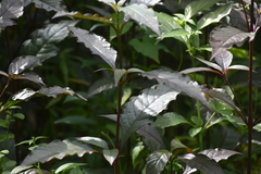 Graptophyllum pictum