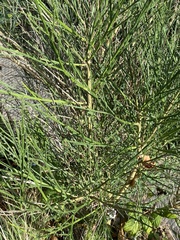 Cytisus scoparius
