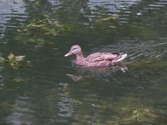 Anas platyrhynchos
