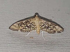 Herpetogramma thestealis