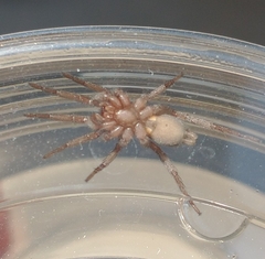 Herpyllus propinquus