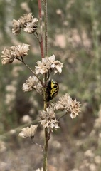 Calligrapha serpentina