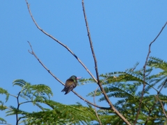 Chlorostilbon lucidus