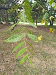 Juglans nigra