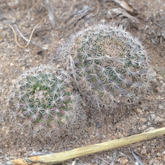 Mammillaria grusonii