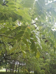 Juglans nigra