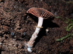 Tubaria similis image