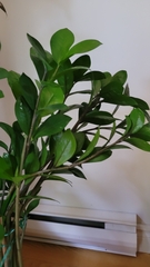 Zamioculcas