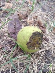 Juglans nigra