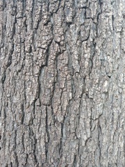 Juglans nigra