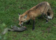 Vulpes vulpes fulvus