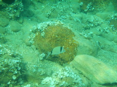 Diplodus vulgaris