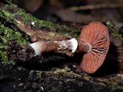 Tubaria similis image