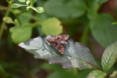 Macroglossum