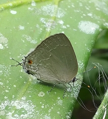 Strephonota tephraeus