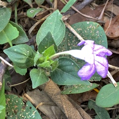Ruellia caroliniensis