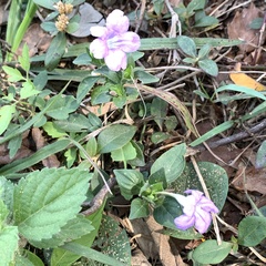 Ruellia caroliniensis