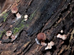 Tubaria similis image