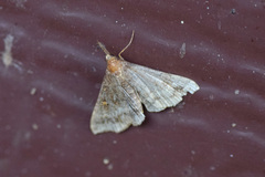 Renia discoloralis