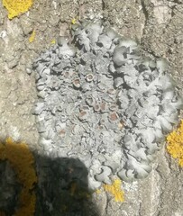 Pleurosticta acetabulum