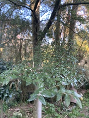 Nothofagus cliffortioides