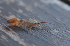 Nemotaulius hostilis