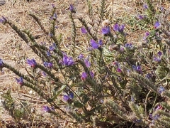 Echium