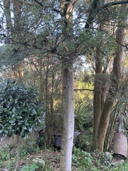 Nothofagus cliffortioides