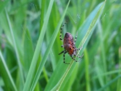 Alpaida gallardoi