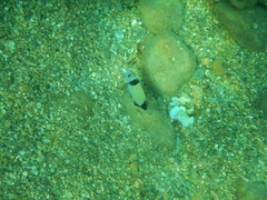 Diplodus vulgaris